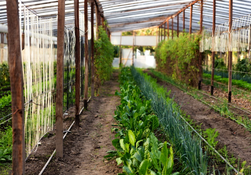 solo ideal para horta de verduras