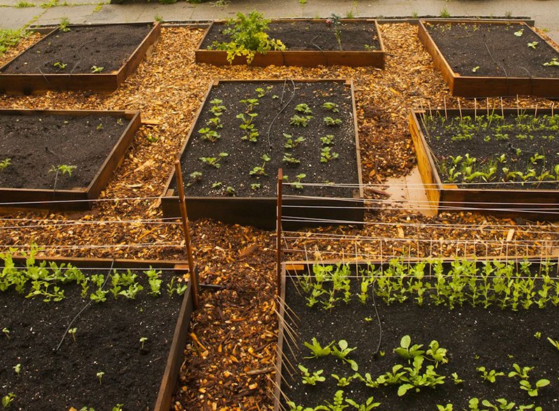 5 ideias de títulos:
1. Solo Perfeito para sua Horta: Guia Completo da Preparação à Colheita
2. Desvendando os Segredos do Solo: Como Criar o Ambiente Ideal para Verduras
3. Solo Argiloso ou Arenoso? Adapte seu Terreno para uma Horta Produtiva
4. Adubação e pH: Os Pilares para um Solo Rico e Saudável na sua Horta
5. Cobertura Morta: A Técnica Simples que Transforma a Saúde do seu Solo