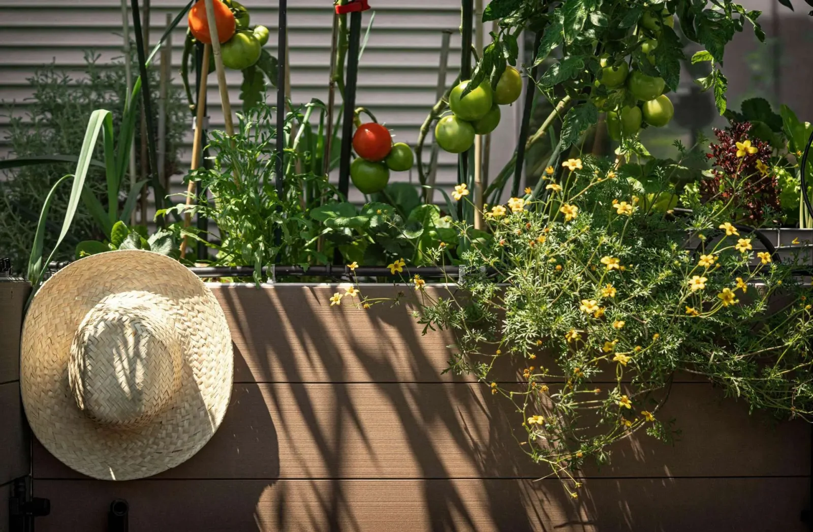 solo ideal para horta de verduras