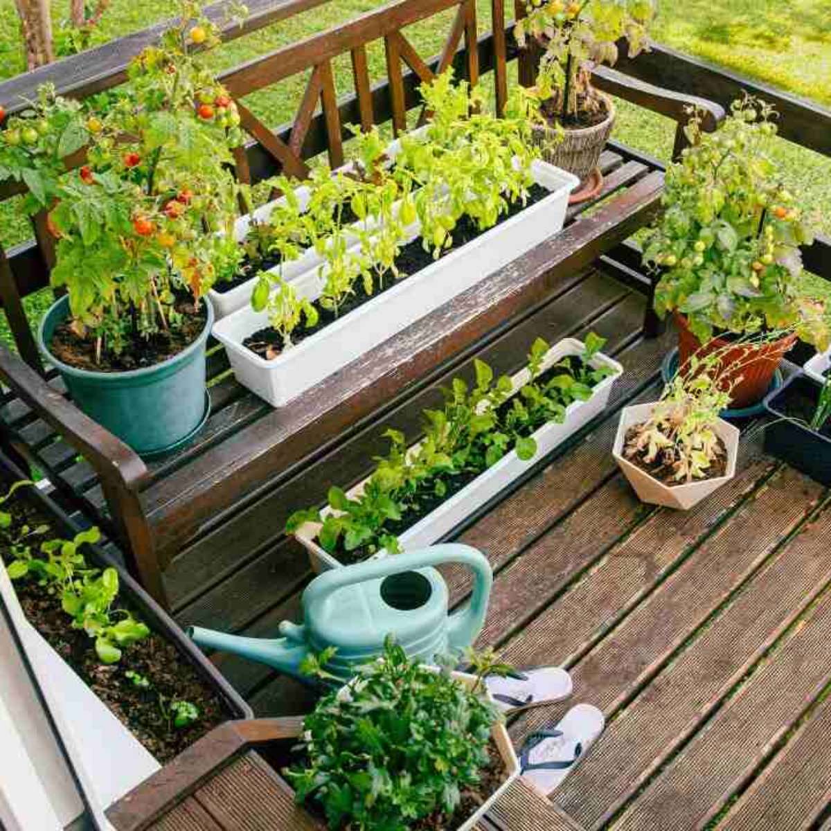 5 ideias de títulos:
1. Solo Perfeito para sua Horta: Guia Completo da Preparação à Colheita
2. Desvendando os Segredos do Solo: Como Criar o Ambiente Ideal para Verduras
3. Solo Argiloso ou Arenoso? Adapte seu Terreno para uma Horta Produtiva
4. Adubação e pH: Os Pilares para um Solo Rico e Saudável na sua Horta
5. Cobertura Morta: A Técnica Simples que Transforma a Saúde do seu Solo