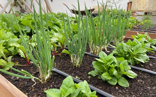solo ideal para horta de verduras