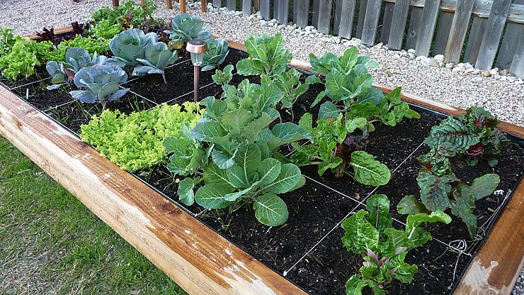 solo ideal para horta de verduras