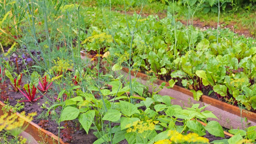 5 ideias de títulos:
1. Solo Perfeito para sua Horta: Guia Completo da Preparação à Colheita
2. Desvendando os Segredos do Solo: Como Criar o Ambiente Ideal para Verduras
3. Solo Argiloso ou Arenoso? Adapte seu Terreno para uma Horta Produtiva
4. Adubação e pH: Os Pilares para um Solo Rico e Saudável na sua Horta
5. Cobertura Morta: A Técnica Simples que Transforma a Saúde do seu Solo