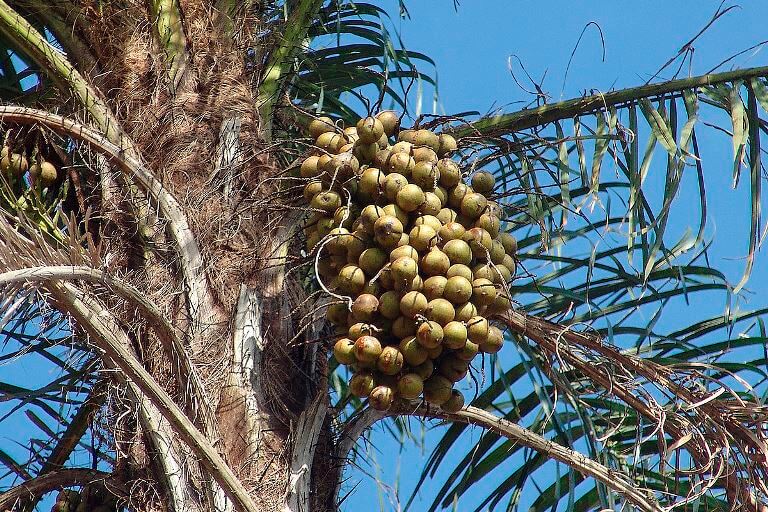 O impacto do turismo gastronômico em Brasília