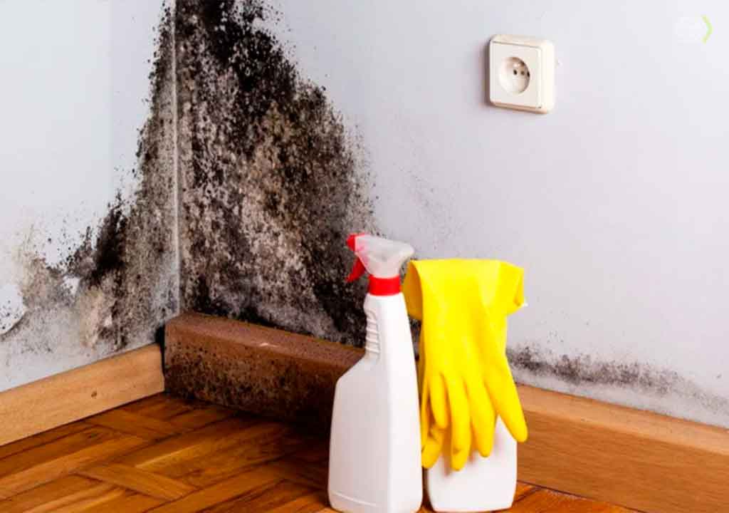 Como prevenir o retorno do mofo em paredes