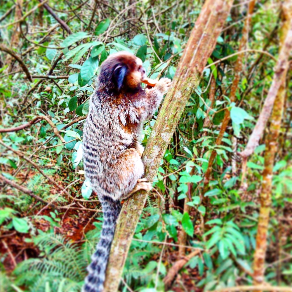 Chapada dos Veadeiros: Roteiros Essenciais para Aventureiros