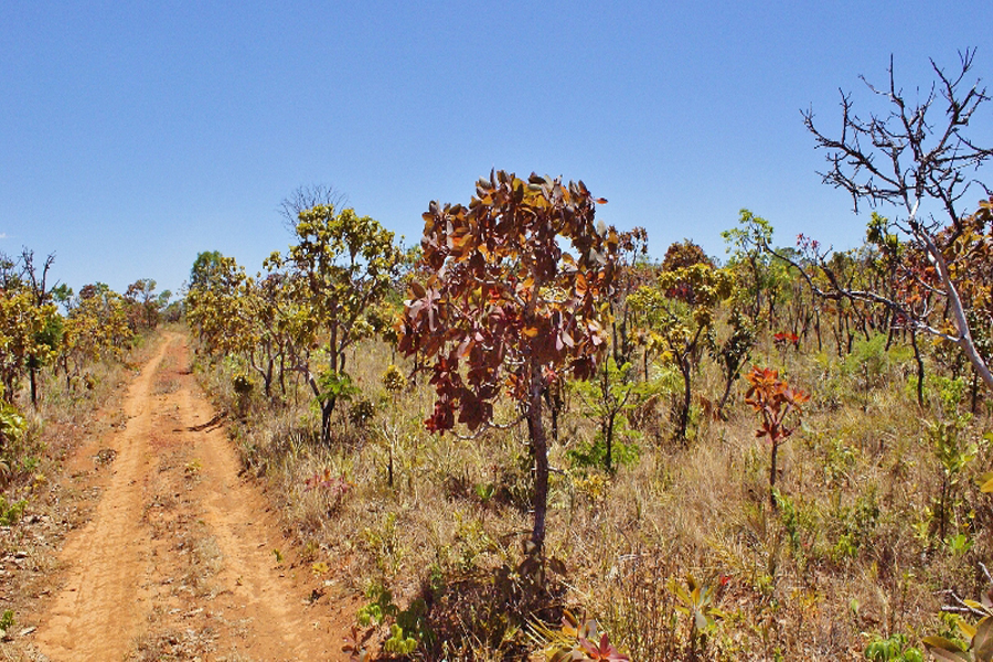 Guia Completo da Trilha da Capivara no Parque Nacional de Brasília