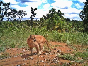Explorando a Trilha Cristal Água: Dicas e Percursos