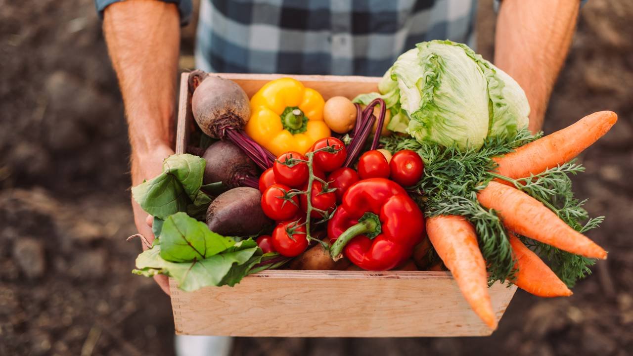 Dicas de adubação para acelerar o crescimento das plantas