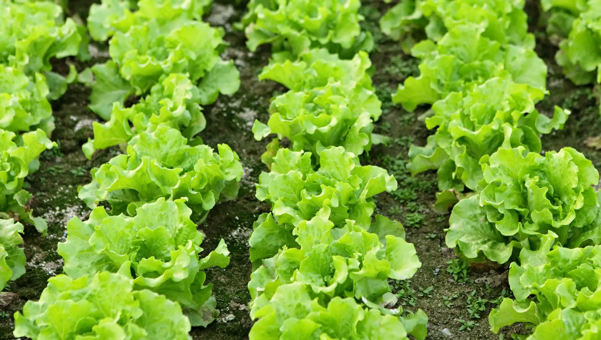As melhores verduras para cultivar no inverno