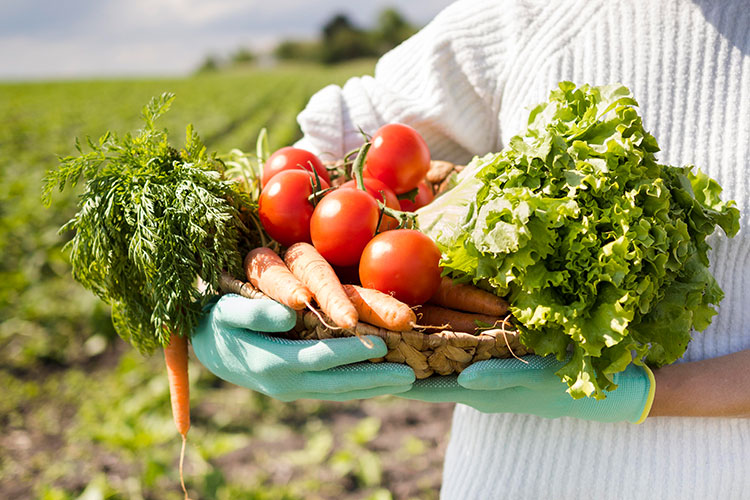 Dicas de adubação para acelerar o crescimento das plantas