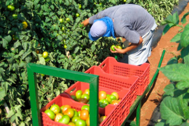 Como Aumentar a Durabilidade da Rúcula Após a Colheita