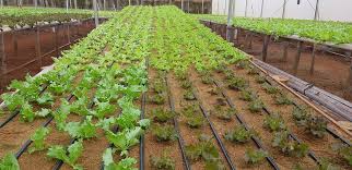 Técnicas de Corte para Estimular o Rebroto de Ervas Frescas