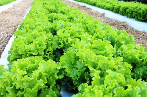 verduras folhosas manejo de colheita