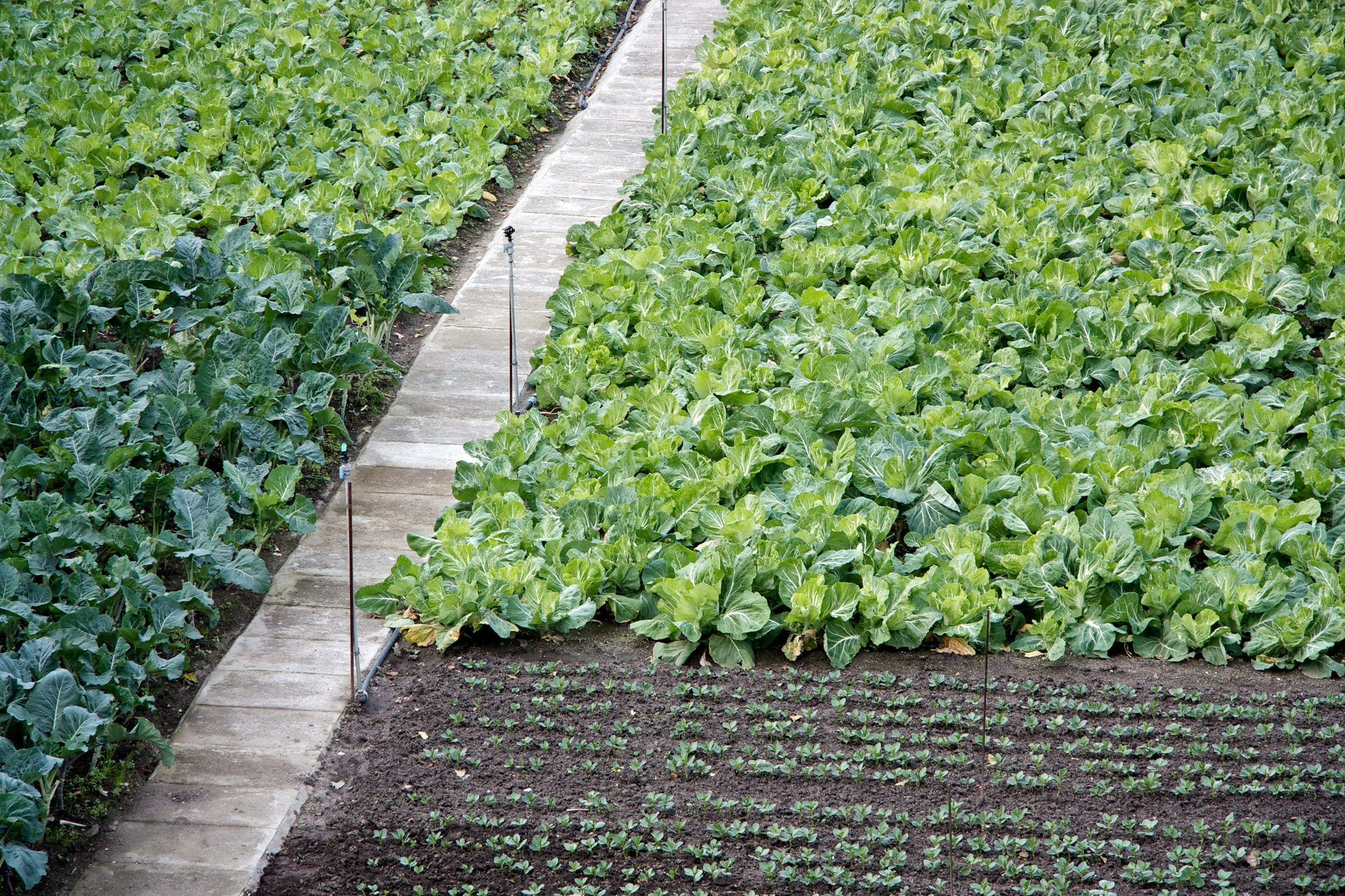 Guia Completo: Como Montar uma Horta Comunitária Sustentável