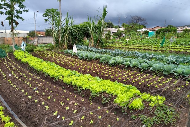 Hortaliças Resistentes: Garanta Colheitas o Ano Todo na Sua Horta Coletiva