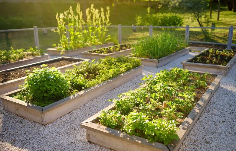verduras para horta comunitária