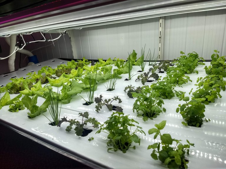 Guia Completo: Como Montar uma Horta Comunitária Sustentável