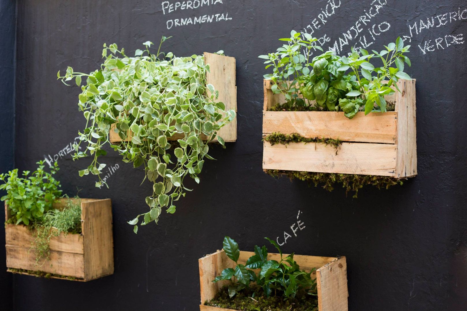 Ervas medicinais para sua horta vertical