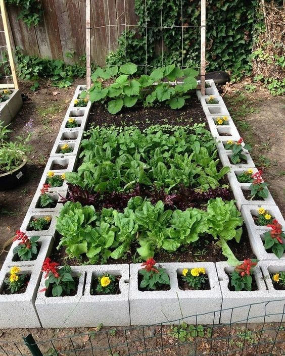 5 temperos fáceis de cultivar na cozinha