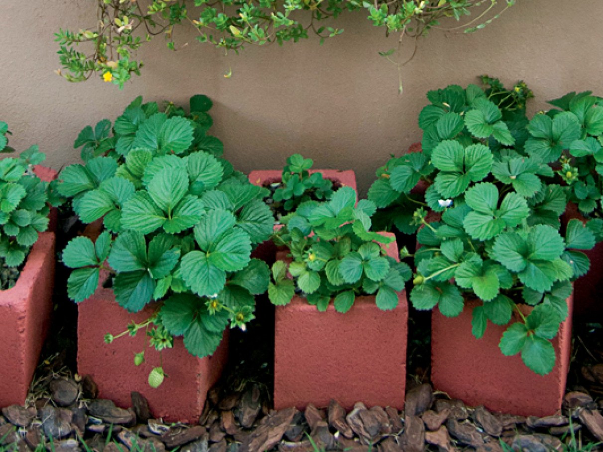 Ervas medicinais para sua horta vertical