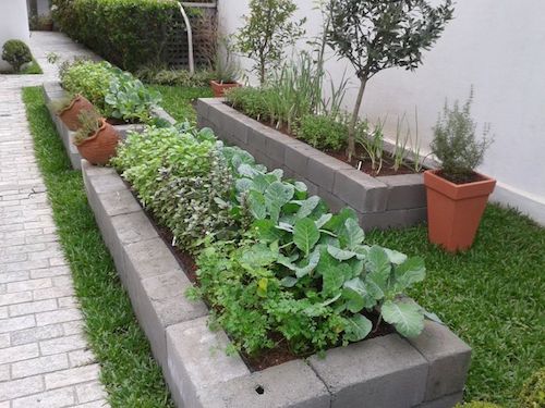 verduras para horta em parede de tijolo