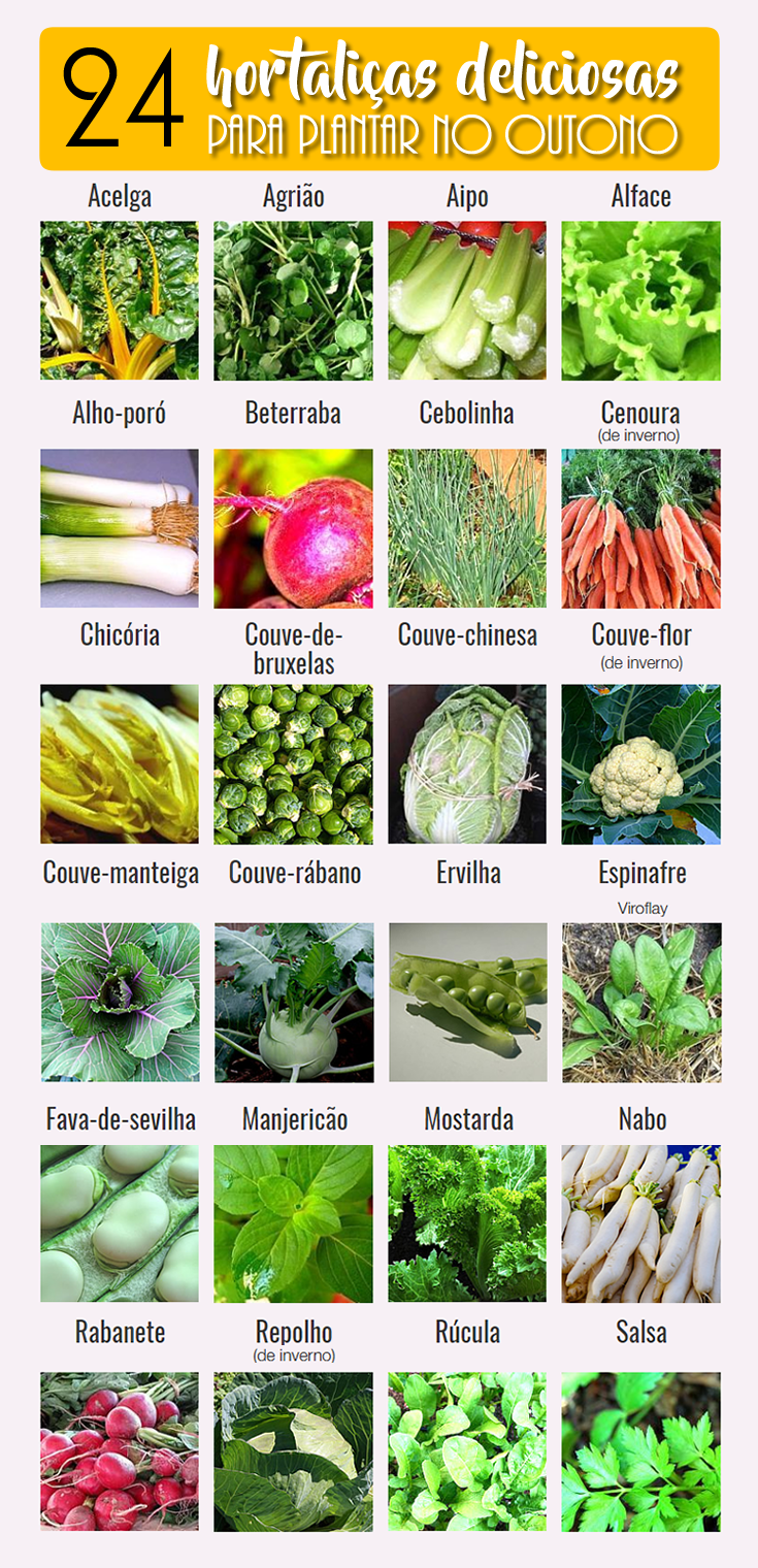 Guia completo de ervas aromáticas para iniciantes