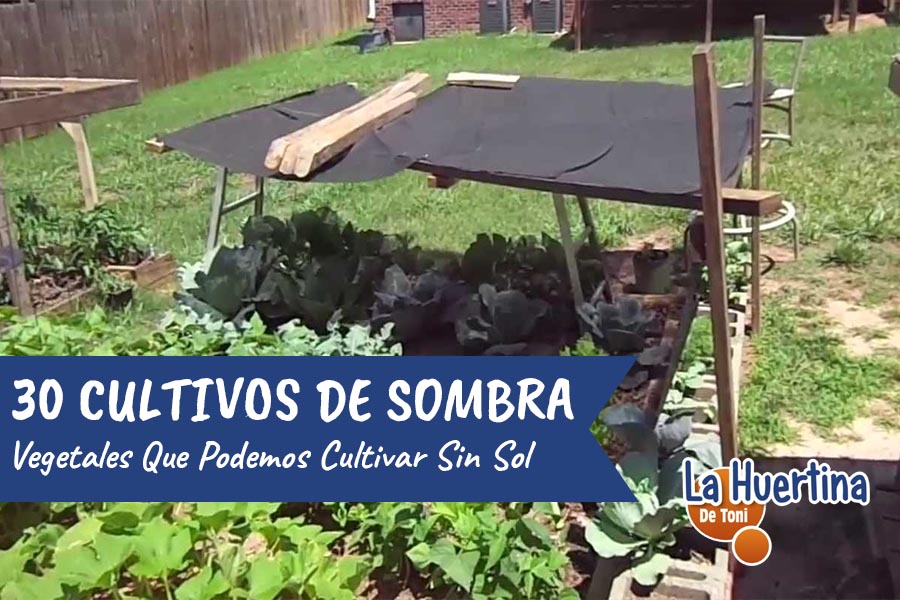 Benefícios do espinafre cultivado em casa