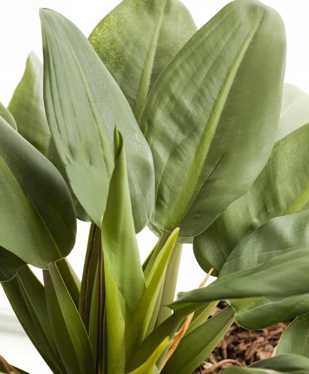 Receitas com rúcula e alface de horta caseira