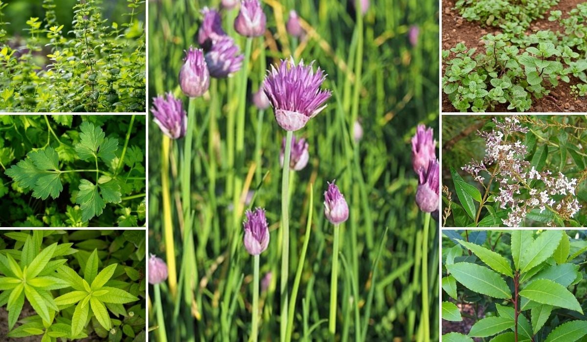 verduras para plantar em áreas de sombra