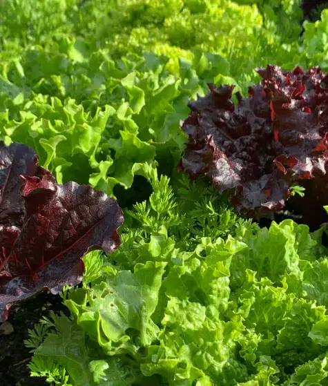 Como escolher vasos para hortas em sombra