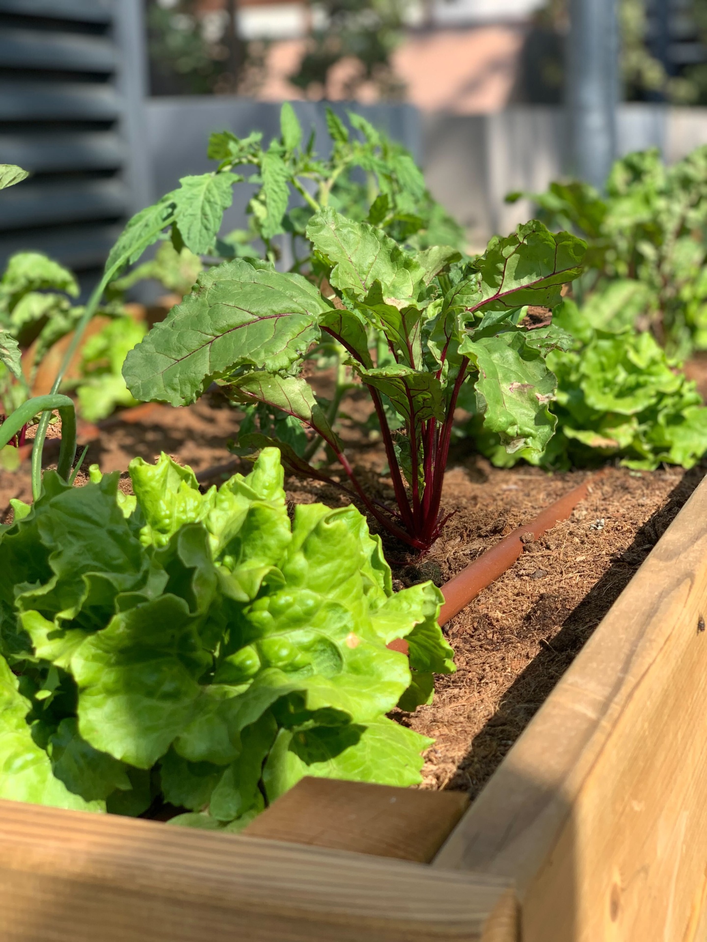 Calendário de plantio para canteiros elevados por região