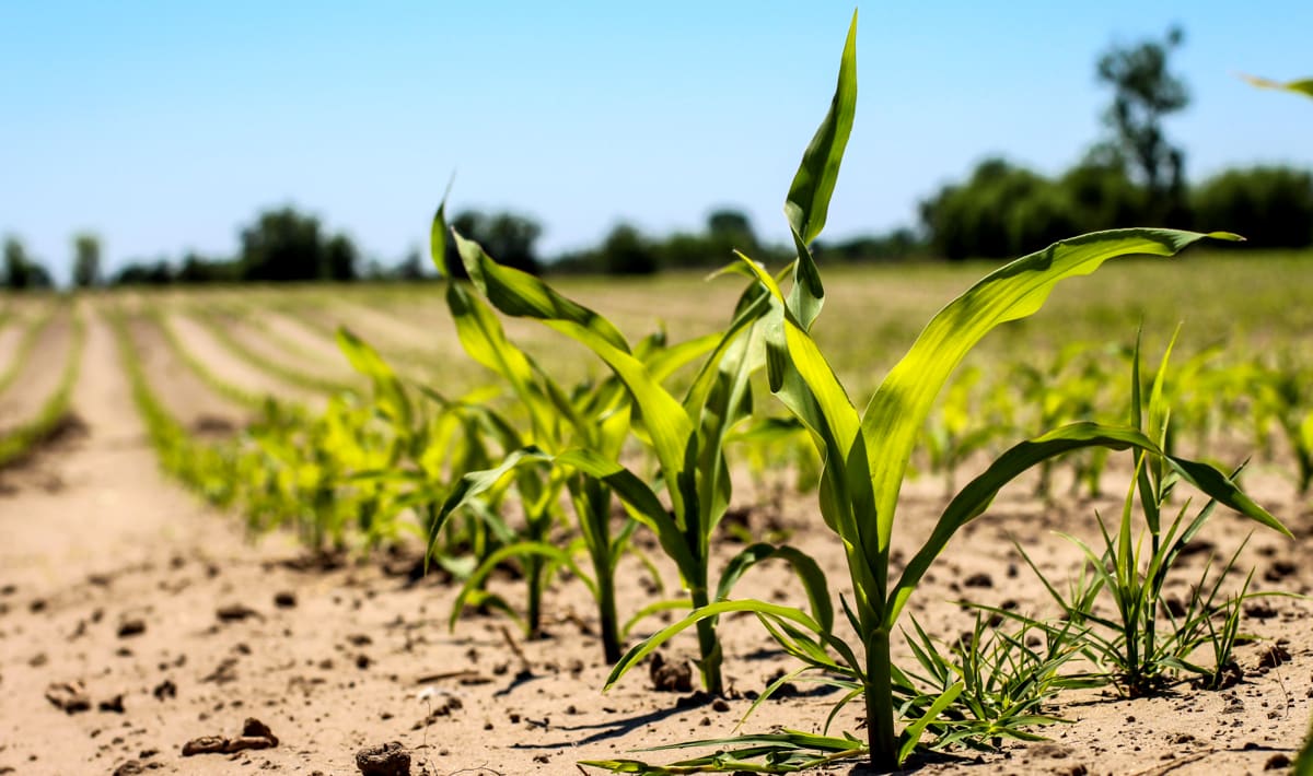 Como melhorar a retenção de água no solo arenoso