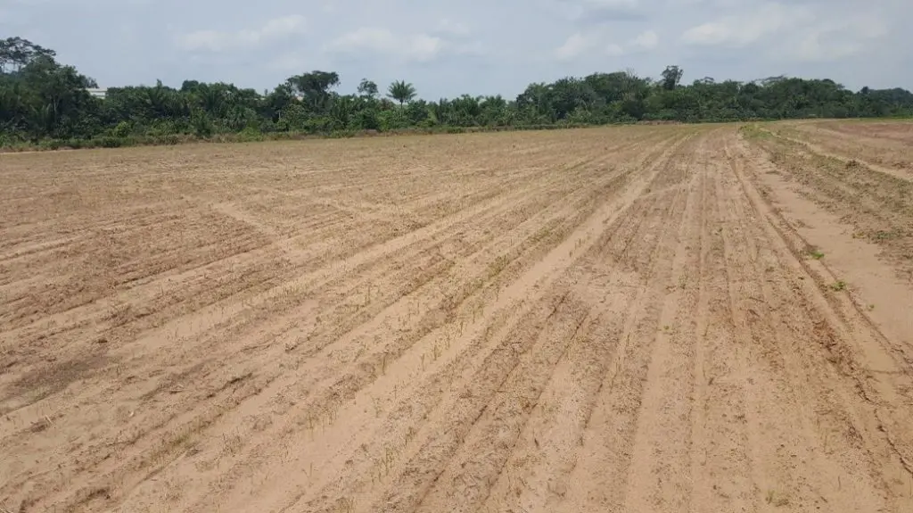 verduras para plantar em solo arenoso seco