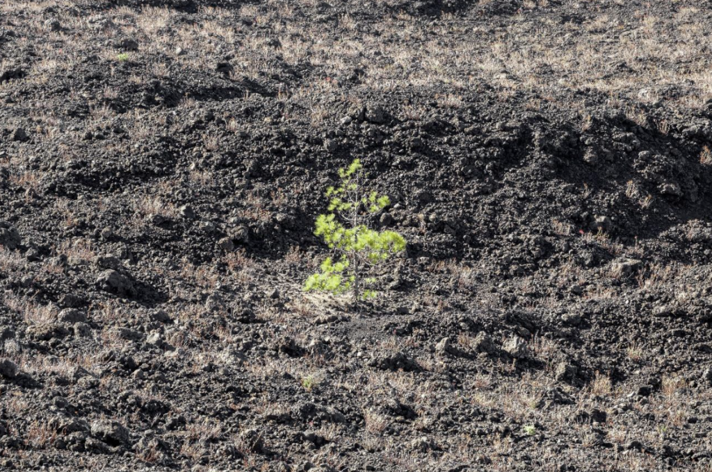 Guia completo de irrigação por gotejamento