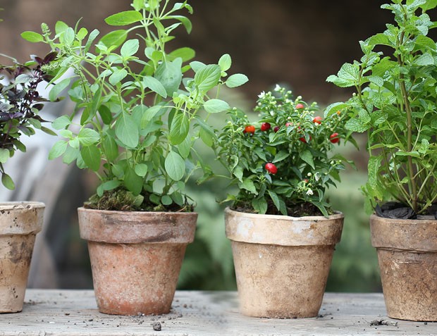 verduras para plantar em vasos de barro