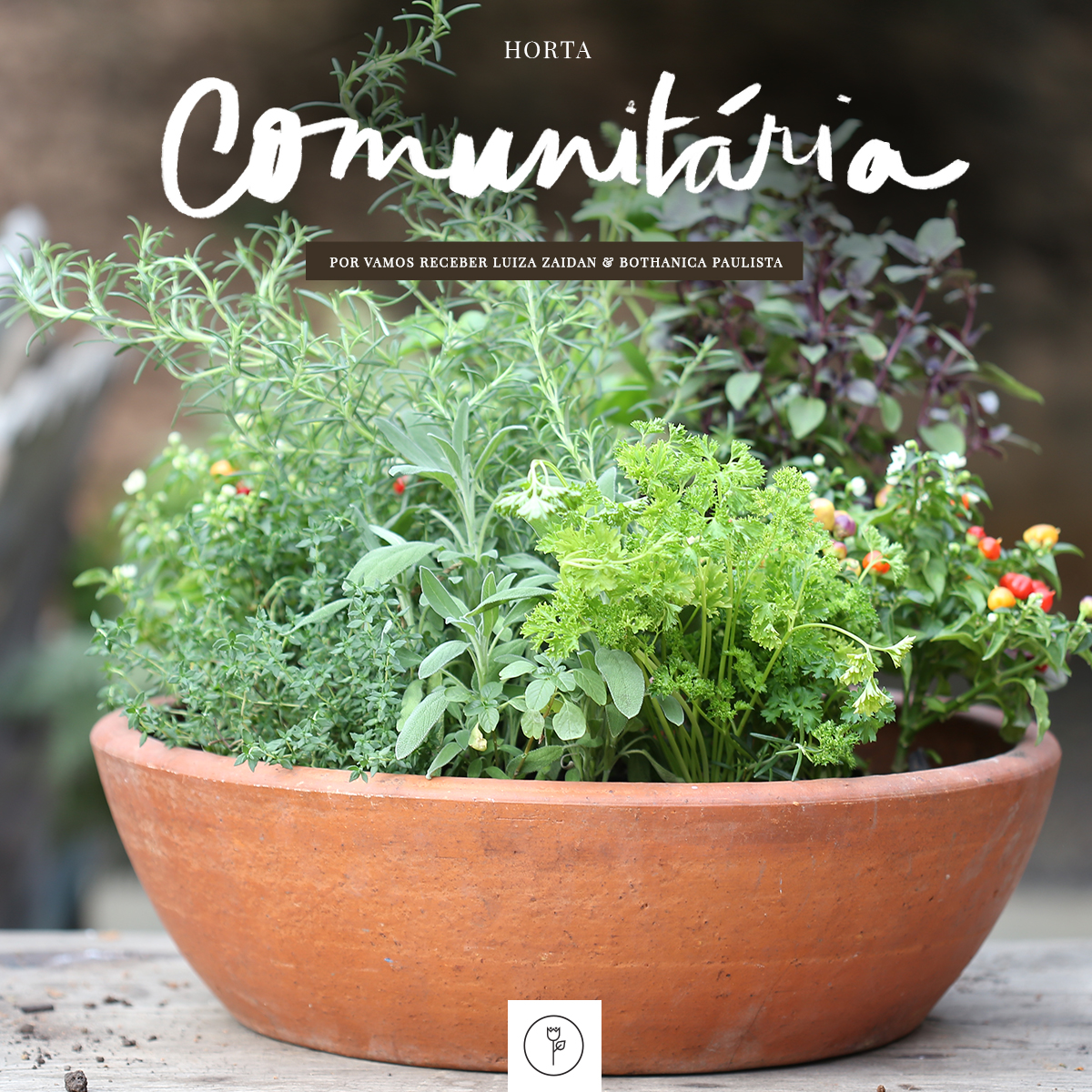 verduras para plantar em vasos de barro