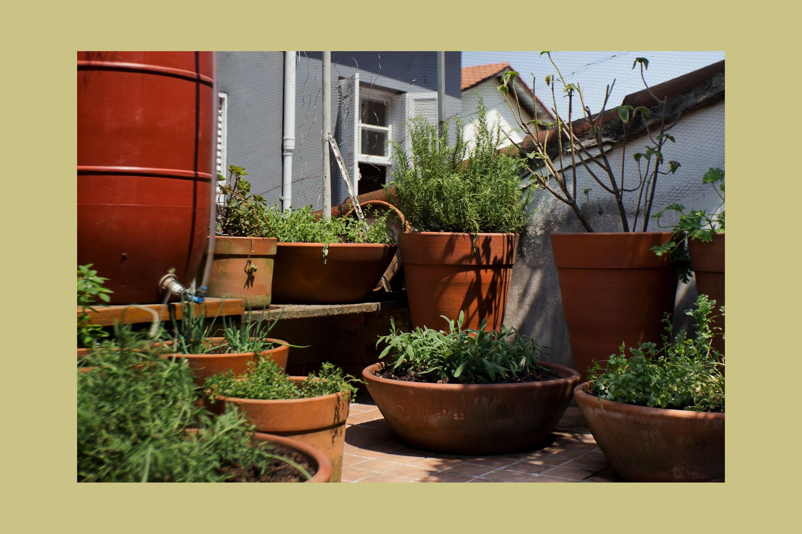 verduras para plantar em vasos de barro
