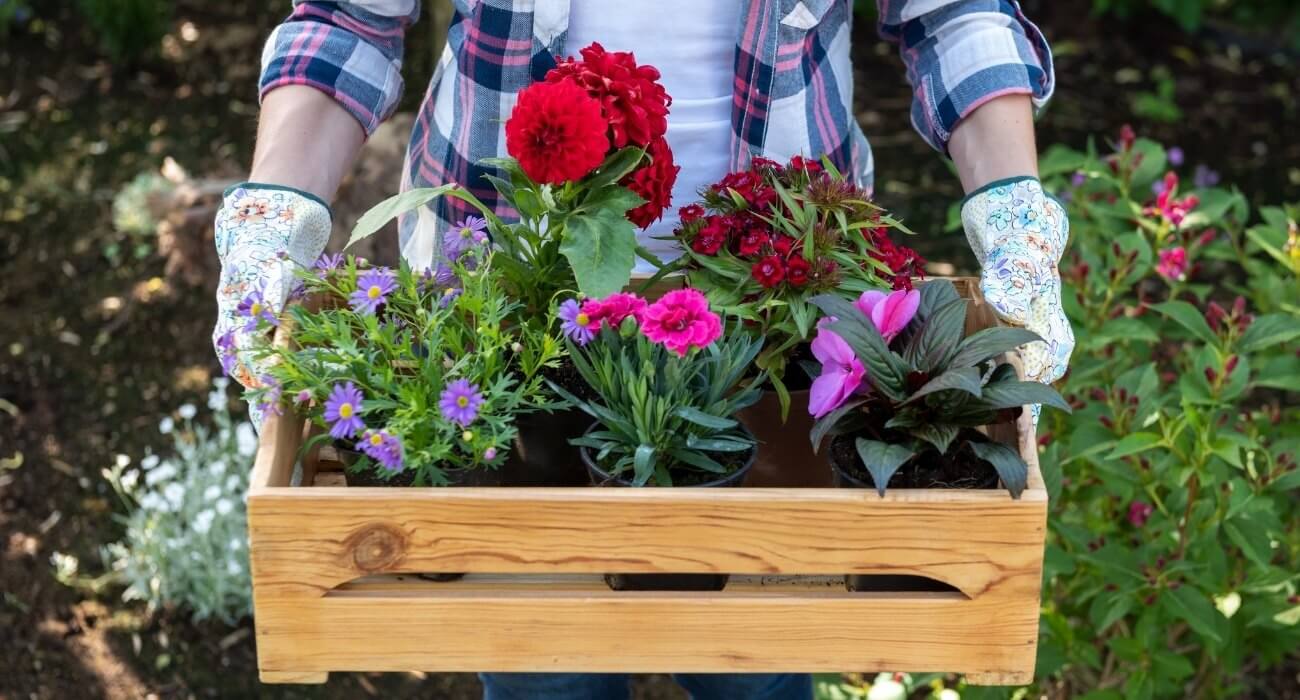 verduras para plantar na primavera