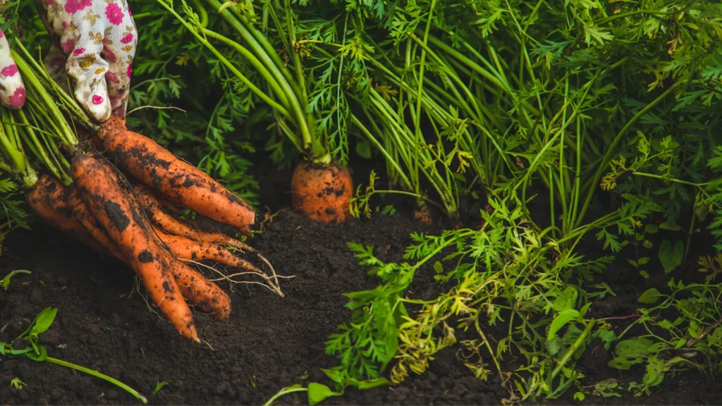verduras para plantar na primavera