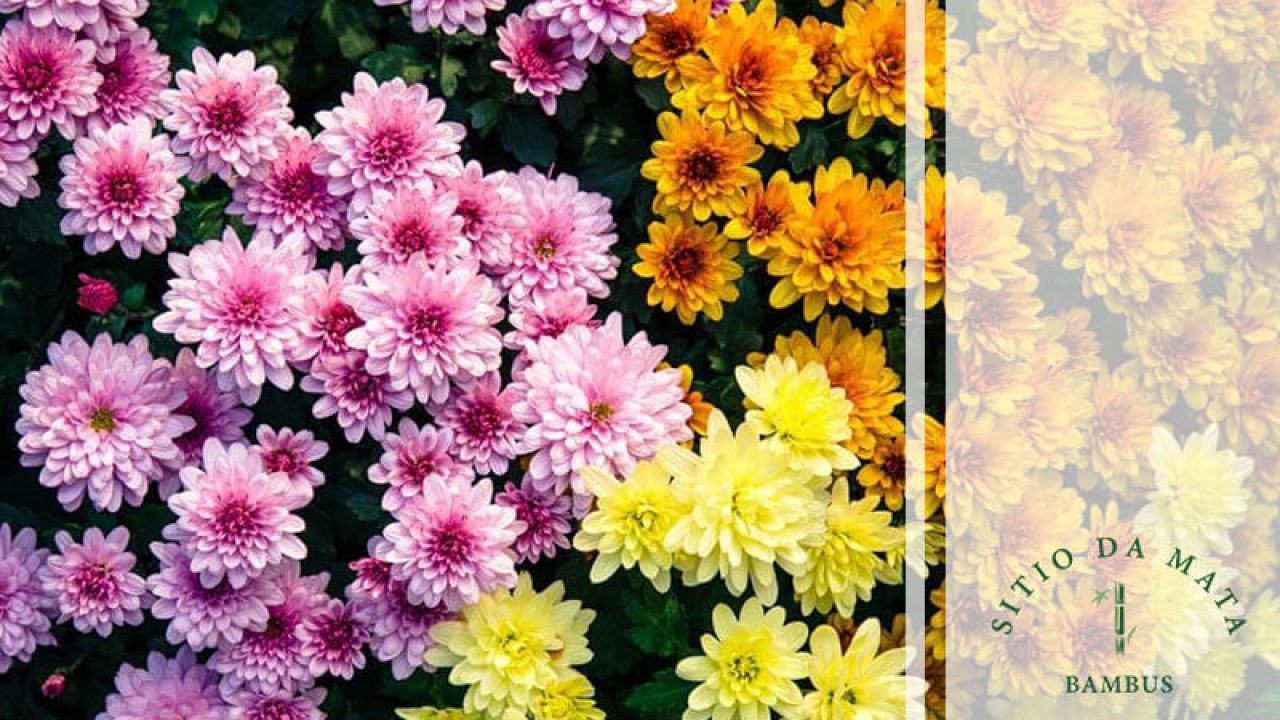 verduras para plantar na primavera