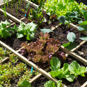 verduras para plantar na primavera