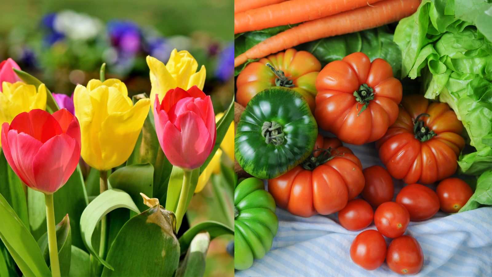 5 ideias de títulos