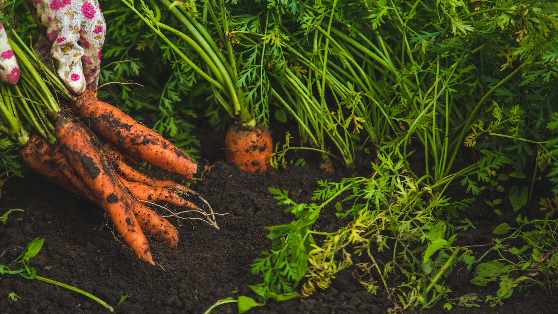 Calagem do Solo: O Que É e Como Aplicar Corretivos de Acidez