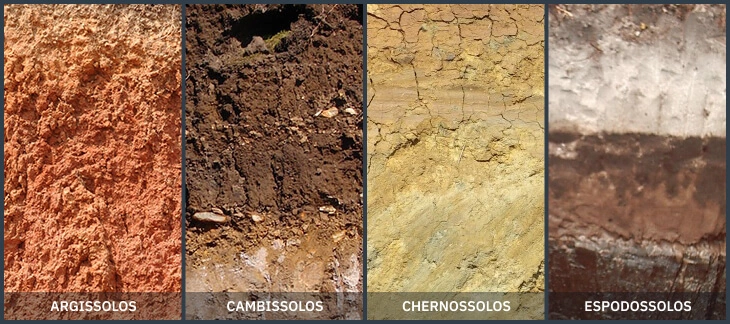 verduras para solo ácido