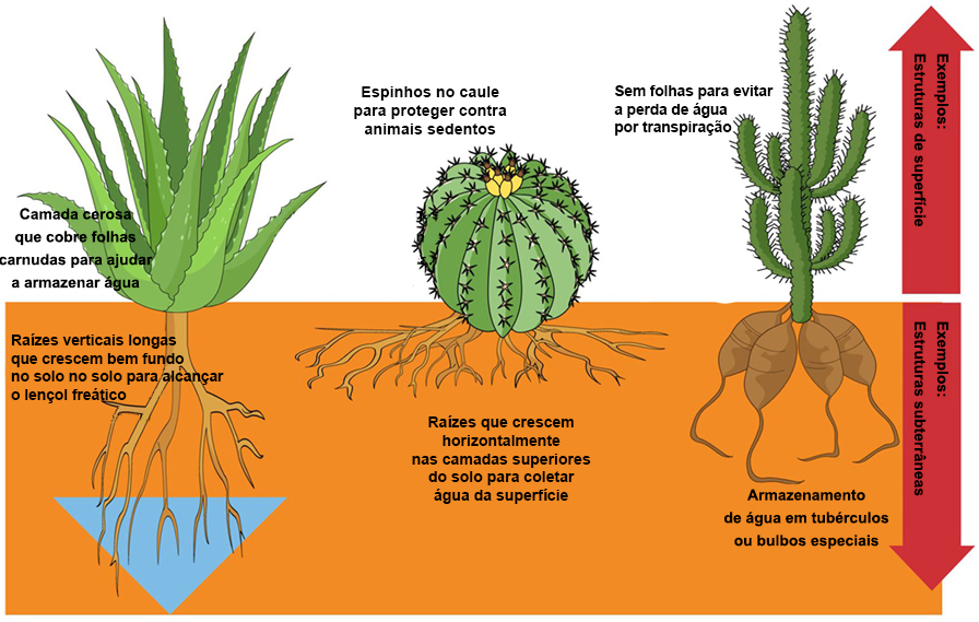 Guia Completo: Como Fazer o Teste de pH do Solo em Casa