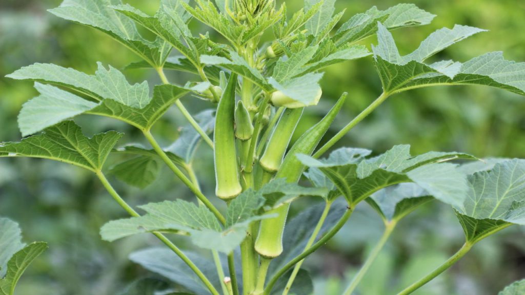 O Segredo das Frutas e Vegetais que Crescem na Sombra