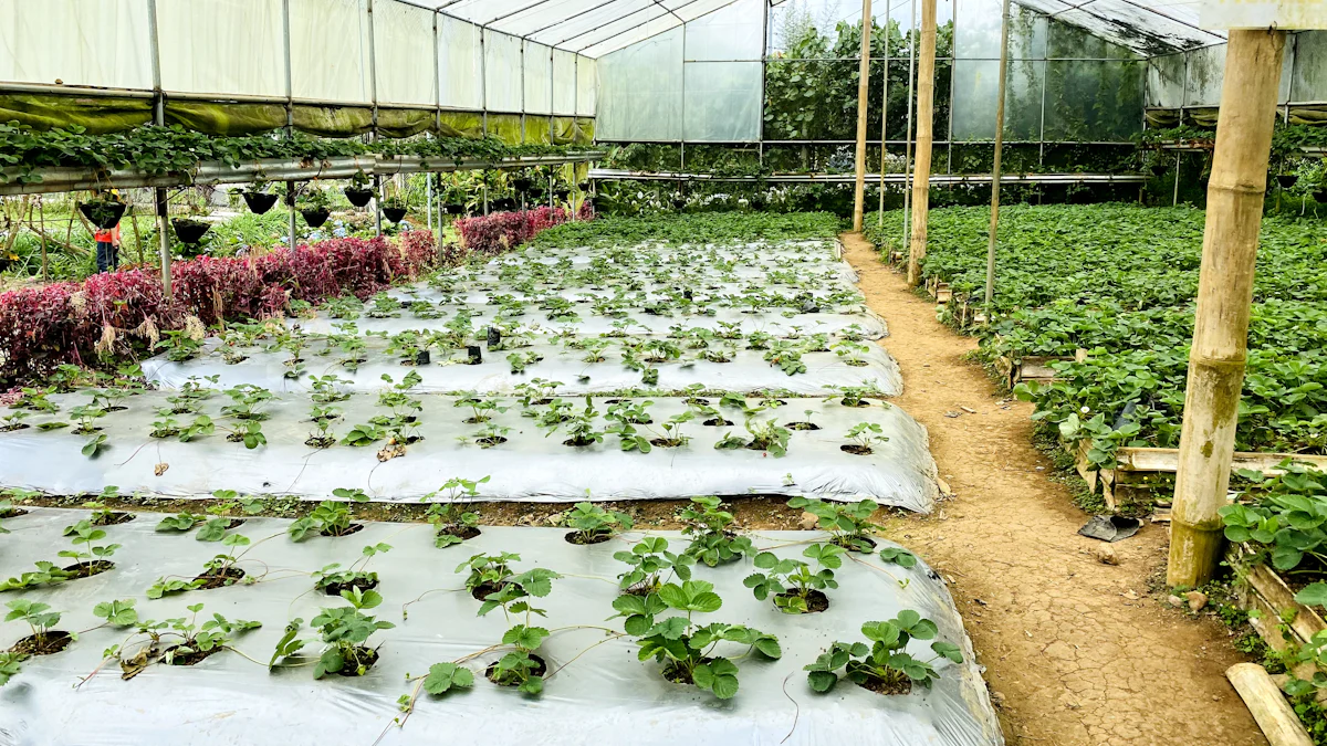 verduras que crescem na sombra ou meia sombra