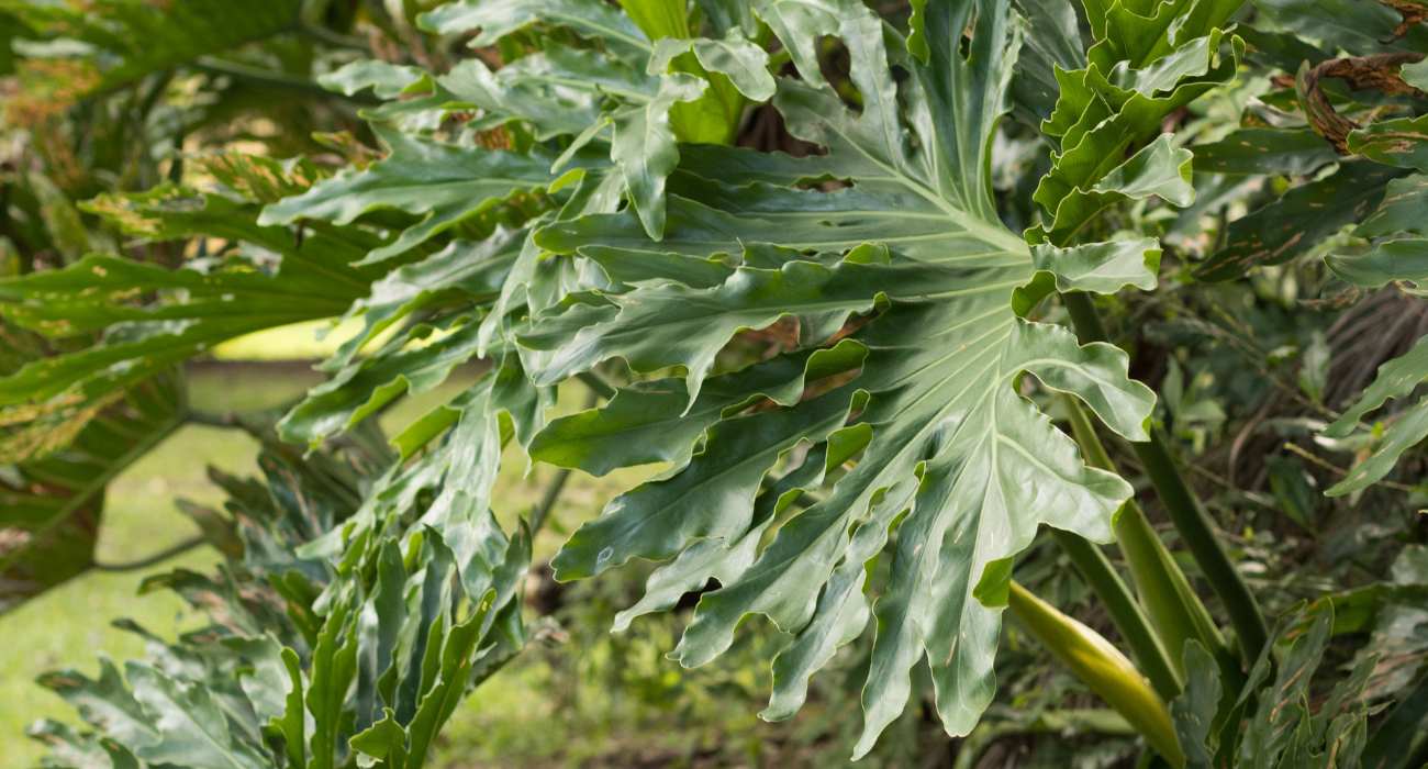 5 Ervas Aromáticas Perfeitas para sua Horta de Sombra