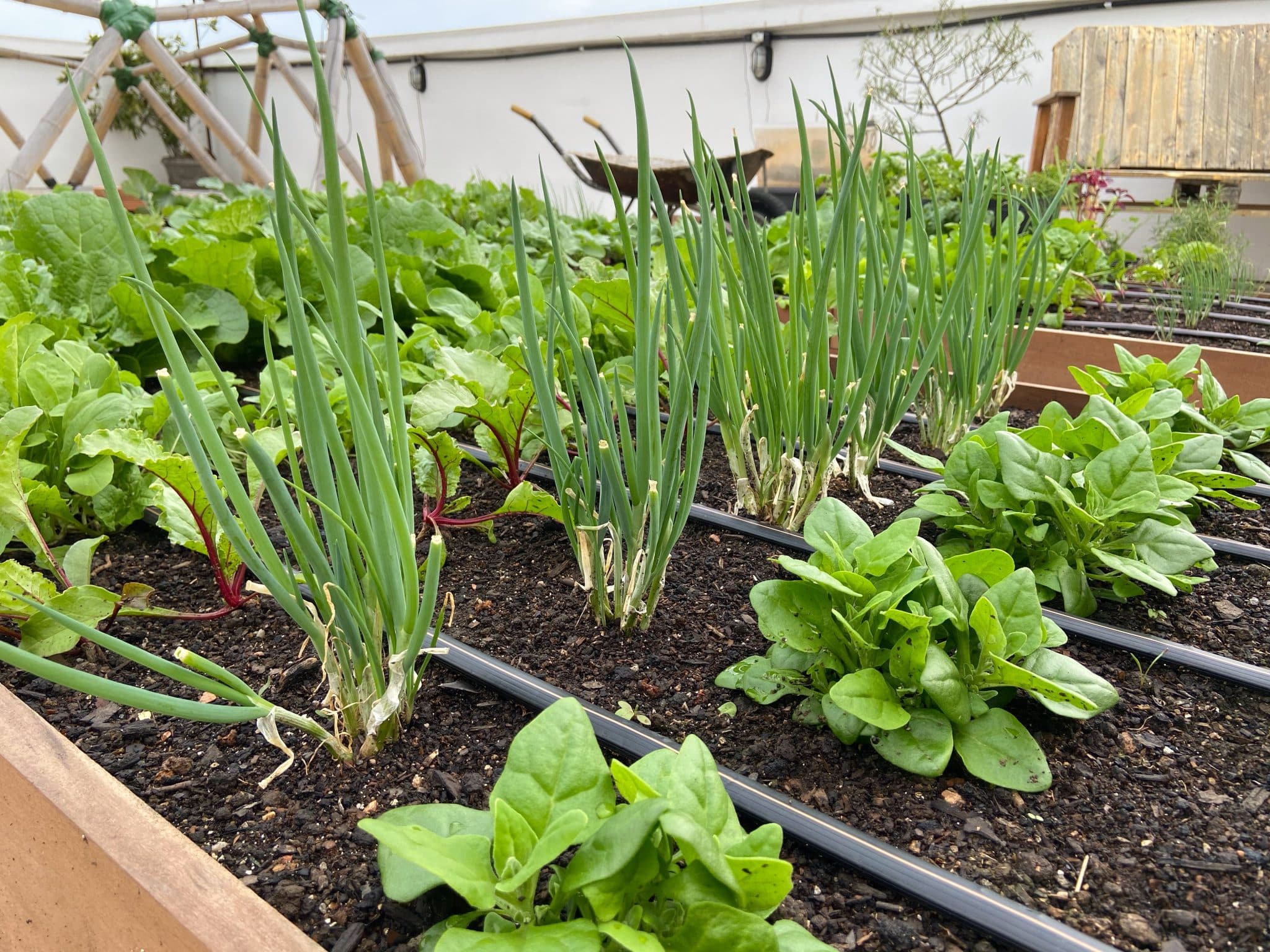 verduras que suportam ventos fortes
